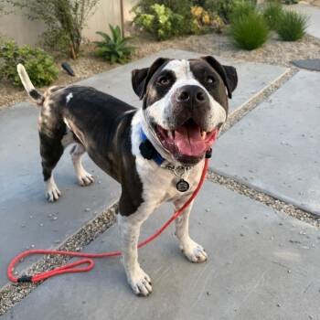 Stitch -  American Staffordshire Terrier Dog for Adoption in Los Angeles, California - Stitch | PetCurious