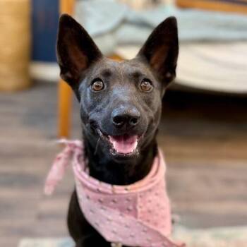 Australian Kelpie and Chihuahua Dogs Available for Adoption in Friendswood, Texas - Sprout Wiggle Ready | PetCurious