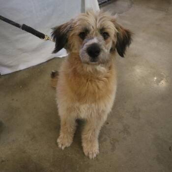 Golden Retriever and Poodle Dogs Available for Adoption in Goshen, Kentucky - Lainey | PetCurious