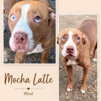 Mocha Latte -  Terrier Dog for Adoption in Hackett, Arkansas - Mocha Latte | PetCurious
