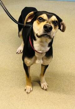 Rescue Hound Dogs for Adoption in Plymouth, Connecticut - Farkis | PetCurious