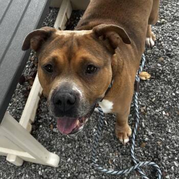 Powderball -  Mixed Breed Dog for Adoption in Asheville, North Carolina - Powderball | PetCurious