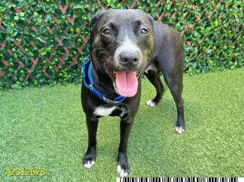 Rescue Mixed Breed Dogs for Adoption in West Palm Beach, Florida - JANE GOODALL | PetCurious