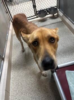 German Shepherd Dog and Mixed Breed Dogs Available for Adoption - Nala | PetCurious