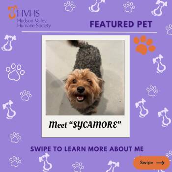 SYCAMORE -  Yorkshire Terrier and Poodle Dog for Adoption in Pomona, New York - SYCAMORE | PetCurious