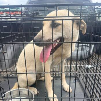 Mixed Breed Dogs Available for Adoption in Corinth, Mississippi - Annabell | PetCurious