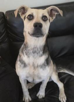 Mountain Cur and Labrador Retriever Dogs Available for Adoption in Washington, District Of Columbia - Halo | PetCurious