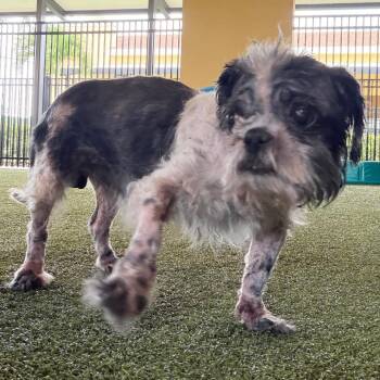 Shih Tzu Dogs Available for Adoption in West Palm Beach, Florida - Gravy | PetCurious