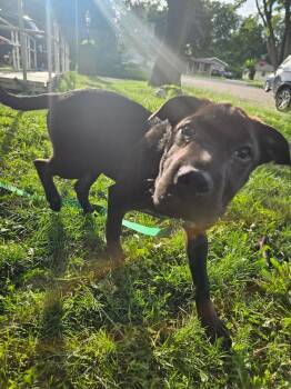 Saffron -  Shar Pei and Terrier Dog for Adoption in Oswego, Illinois - Saffron | PetCurious