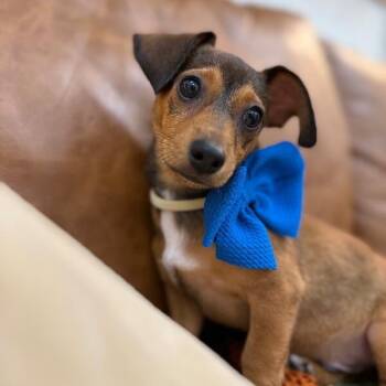 Chihuahua and Dachshund Dogs Available for Adoption in Friendswood, Texas - Pip Market | PetCurious