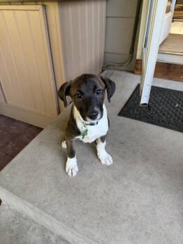 GATSBY -  Border Collie Dog for Adoption in Broomfield, Colorado - GATSBY | PetCurious