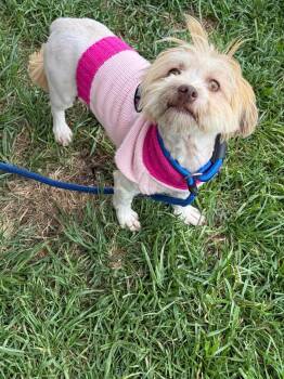Havanese Dogs Available for Adoption in Plainfield, Illinois - Jessie | PetCurious