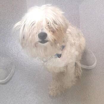 Shih Tzu Dogs Available for Adoption in Baltimore, Maryland - Boots With The Fur | PetCurious