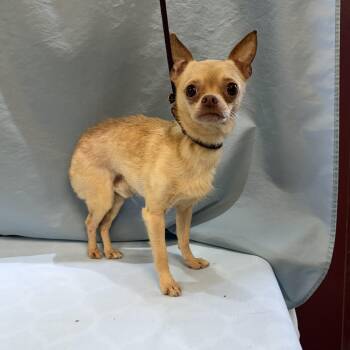 Peanut -  Chihuahua Dog for Adoption in Maynardville, Tennessee - Peanut | PetCurious