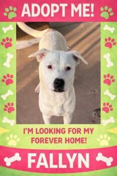 Terrier Dogs Available for Adoption in Bowie, Texas - Fallyn | PetCurious