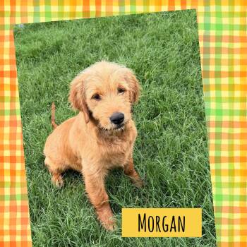 Labradoodle and Mastiff Dogs Available for Adoption in Hillsdale, New York - Morgan | PetCurious