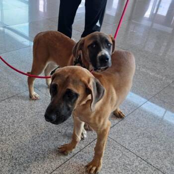 Bach -  Mastiff Dog for Adoption in Northbrook, Illinois - Bach | PetCurious