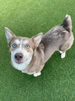 Rescue Siberian Husky and Mixed Breed Dogs for Adoption in Dallas, Texas - DAISY | PetCurious
