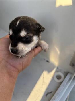 Siberian Husky and Labrador Retriever Dogs Available for Adoption - A650626 | PetCurious