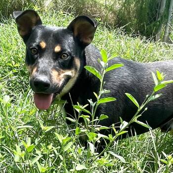 Buddy -  Doberman Pinscher Dog for Adoption in Poplarville, Mississippi - Buddy | PetCurious