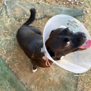 Rescue Terrier Dogs for Adoption in Yuma, Arizona - Chapis | PetCurious