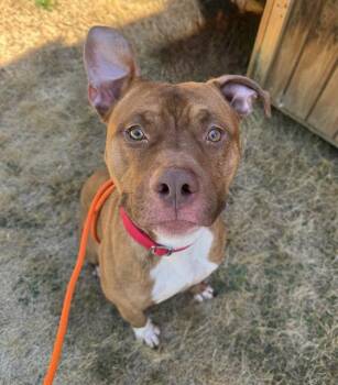 BENTLEY -  Pit Bull Terrier Dog for Adoption in Kent, Washington - BENTLEY | PetCurious