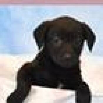 Labrador Retriever and Mixed Breed Dogs Available for Adoption in Tampa, Florida - T-Bell | PetCurious