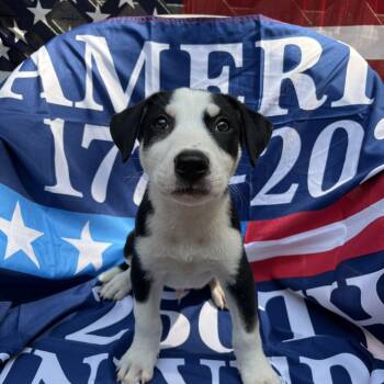 Revelry -  Pit Bull Terrier Dog for Adoption in Greensboro, Georgia - Revelry | PetCurious