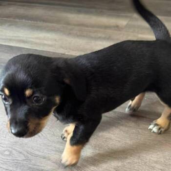 Eric -  Chihuahua Dog Available for Adoption in Gordonsville, Tennessee - Eric | PetCurious