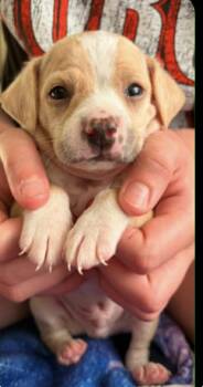 Bean -  American Bulldog and Pit Bull Terrier Dog for Adoption in Holly Springs, North Carolina - Bean | PetCurious