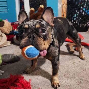 Ozzie -  French Bulldog Dog for Adoption in Huber Heights, Ohio - Ozzie | PetCurious