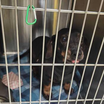 Mixed Breed Dogs Available for Adoption - Chase | PetCurious