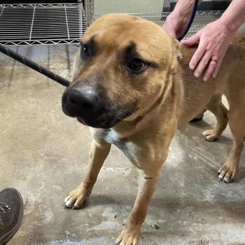 Max -  Mixed Breed Dog for Adoption in Eureka Springs, Arkansas - Max | PetCurious