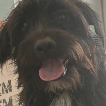 Pancit -  Terrier Dog for Adoption in Kanab, Utah - Pancit | PetCurious