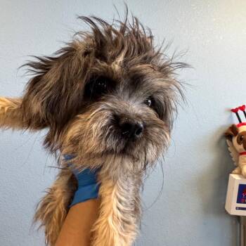 Tucker -  Mixed Breed Dog for Adoption in Las Cruces, New Mexico - Tucker | PetCurious
