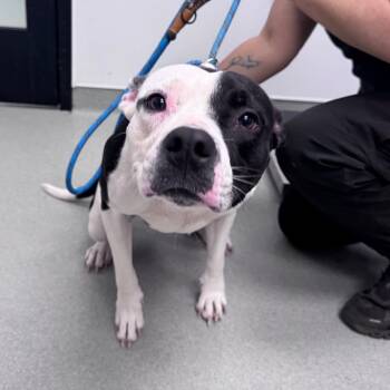 Terrier Dogs Available for Adoption - Christine McVie | PetCurious