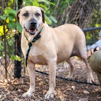 Marisol -  Mixed Breed Dog for Adoption in Chamblee, Georgia - Marisol | PetCurious