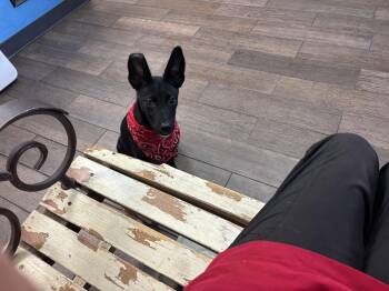 Rescue Border Collie and Italian Greyhound Dogs for Adoption in Haslet, Texas - Baxter | PetCurious