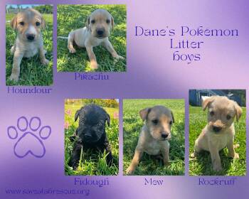 Labrador Retriever Dogs Available for Adoption in Middletown, Rhode Island - Dane’s Pokemon Litter Boys | PetCurious