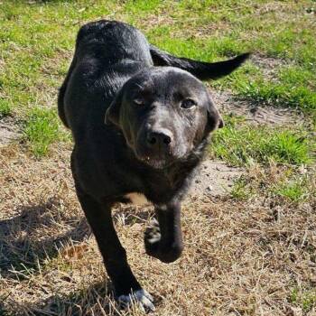 Labrador Retriever and Border Collie Dogs Available for Adoption - Journey | PetCurious