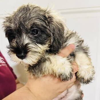 Daisy -  Schnauzer Dog for Adoption in San Diego, California - Daisy | PetCurious