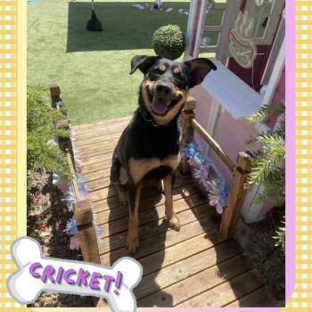 Cricket -  Rottweiler and Australian Cattle Dog Blue Heeler Dog for Adoption in Gilbert, Arizona - Cricket | PetCurious