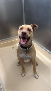 Prince -  Pit Bull Terrier and Husky Dog for Adoption in Burgaw, North Carolina - Prince | PetCurious