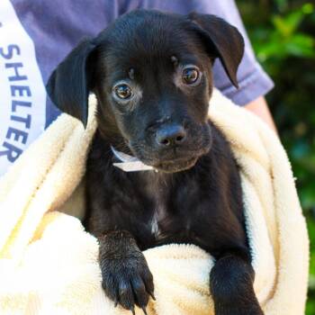 Labrador Retriever and Australian Cattle Dog Blue Heeler Dogs Available for Adoption in Hattiesburg, Mississippi - Teal | PetCurious