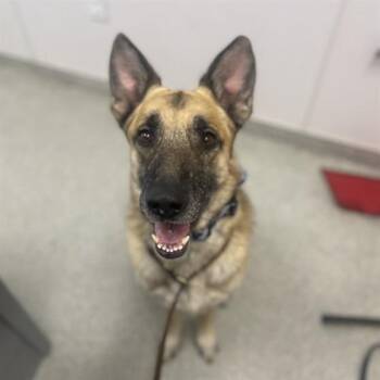 CY -  German Shepherd Dog Dog for Adoption in Loveland, Colorado - CY | PetCurious