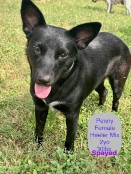 Penny -  Australian Cattle Dog Blue Heeler Dog for Adoption in Paramus, New Jersey - Penny | PetCurious