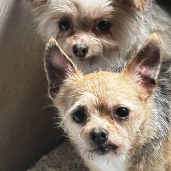 Matt and Gumdrop - BONDED PAIR -  Yorkshire Terrier and Chihuahua Dog for Adoption in Silvana, Washington - Matt And Gumdrop - BONDED PAIR | PetCurious