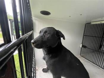 Flat Coated Retriever Dogs Available for Adoption in Houston, Texas - A655602 | PetCurious