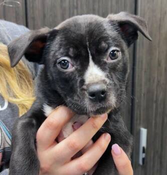 American Bulldog Dogs Available for Adoption - River (AO35517) | PetCurious