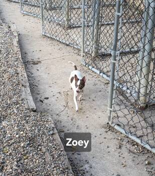 Zoey -  Chihuahua Dog for Adoption in Wever, Iowa - Zoey | PetCurious